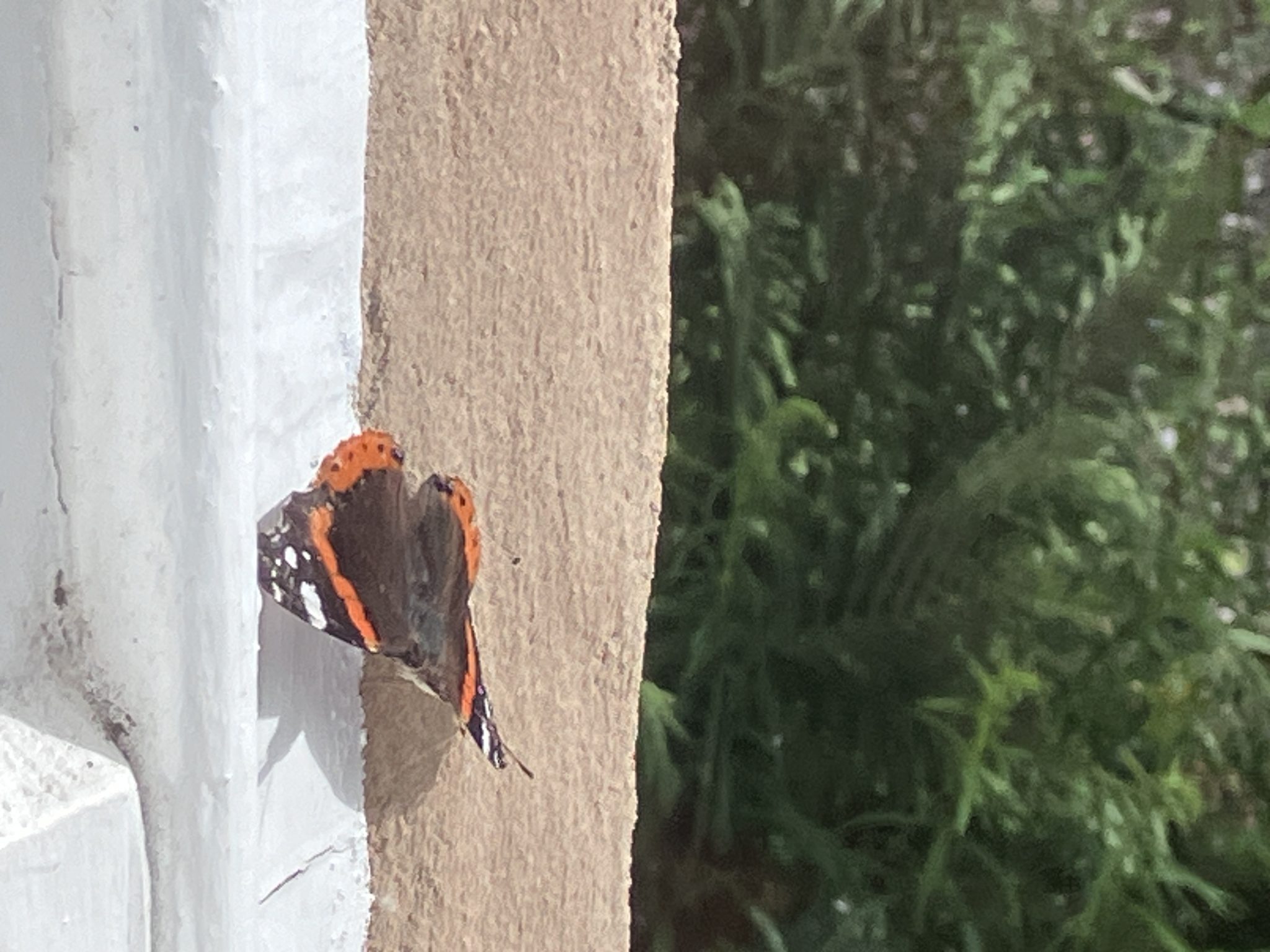 Butterfly Rescue Butterfly Rescue